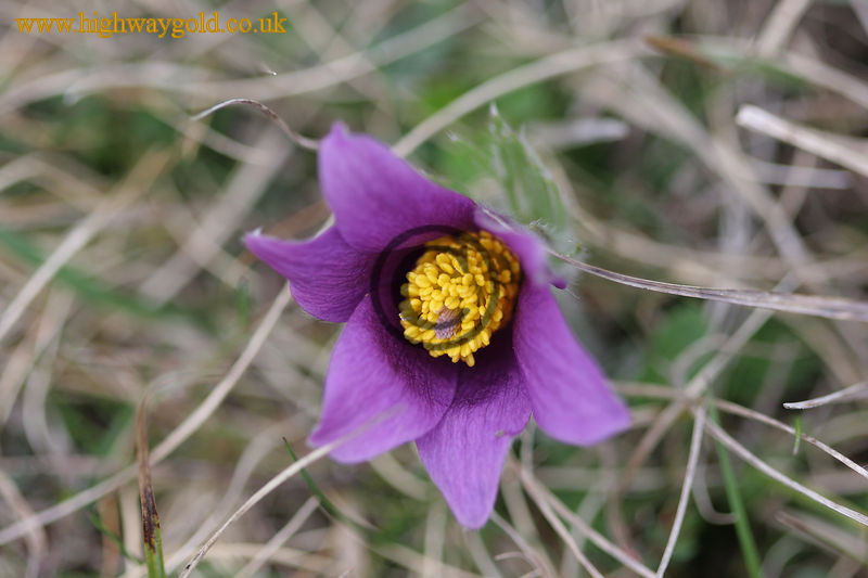 Pulsatilla vulgaris