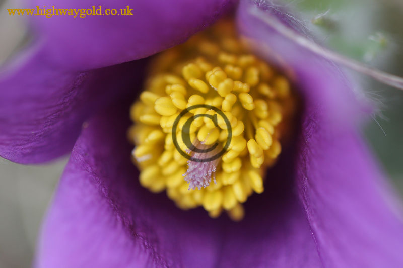 Pulsatilla vulgaris