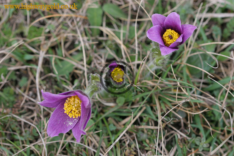 Pulsatilla vulgaris