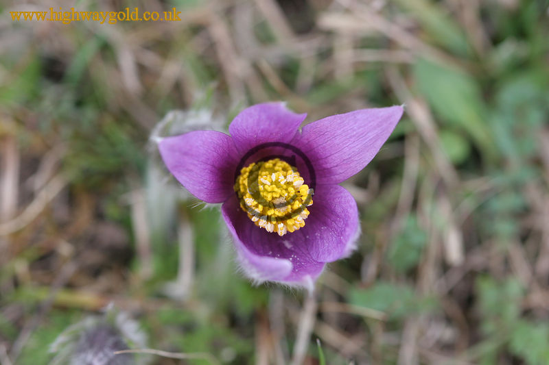 Pulsatilla vulgaris