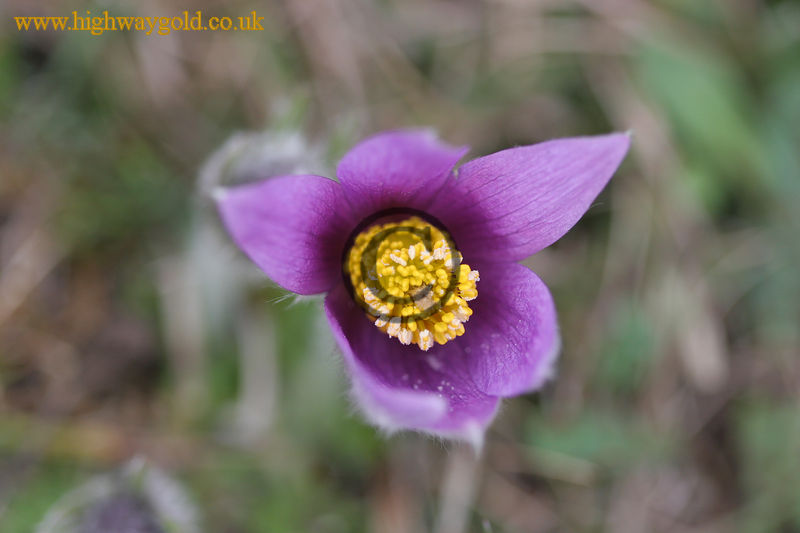 Pulsatilla vulgaris