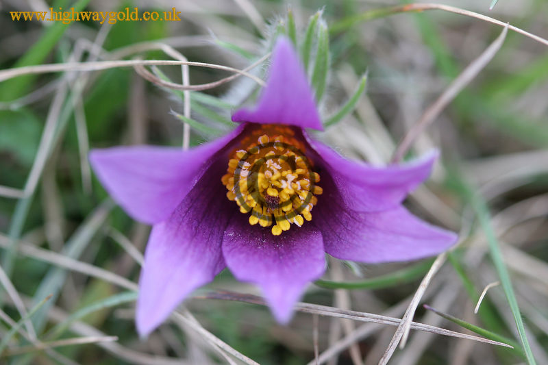 Pulsatilla vulgaris