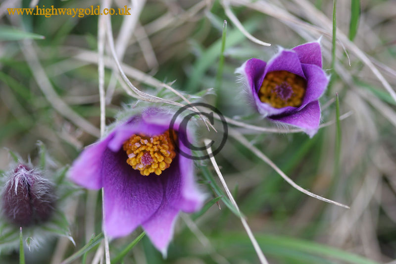 Pulsatilla vulgaris