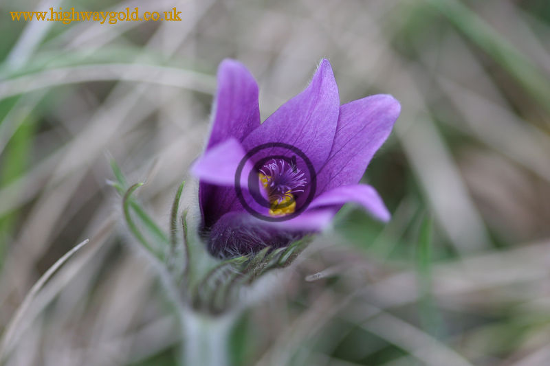 Pulsatilla vulgaris