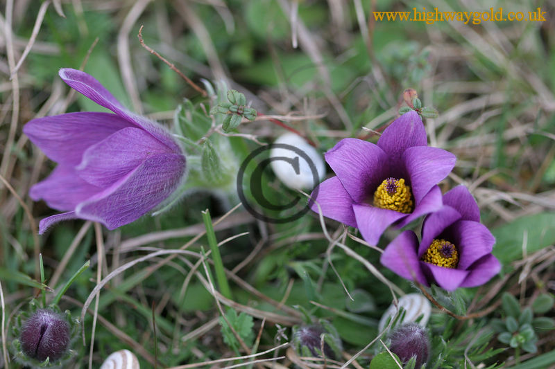 Pulsatilla vulgaris