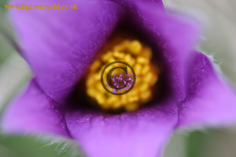 Pulsatilla vulgaris