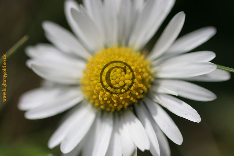 Bellis perennis