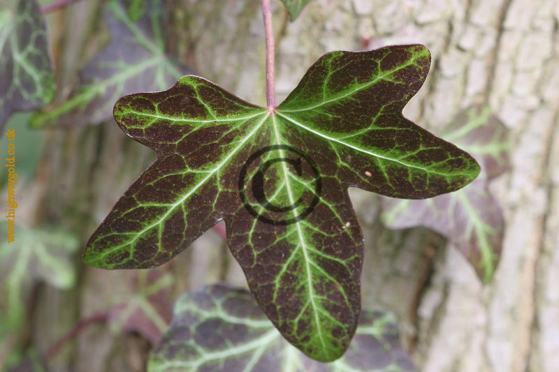 Hedera helix