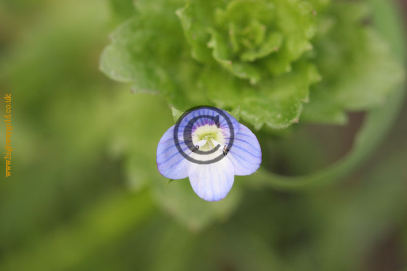Veronica persica