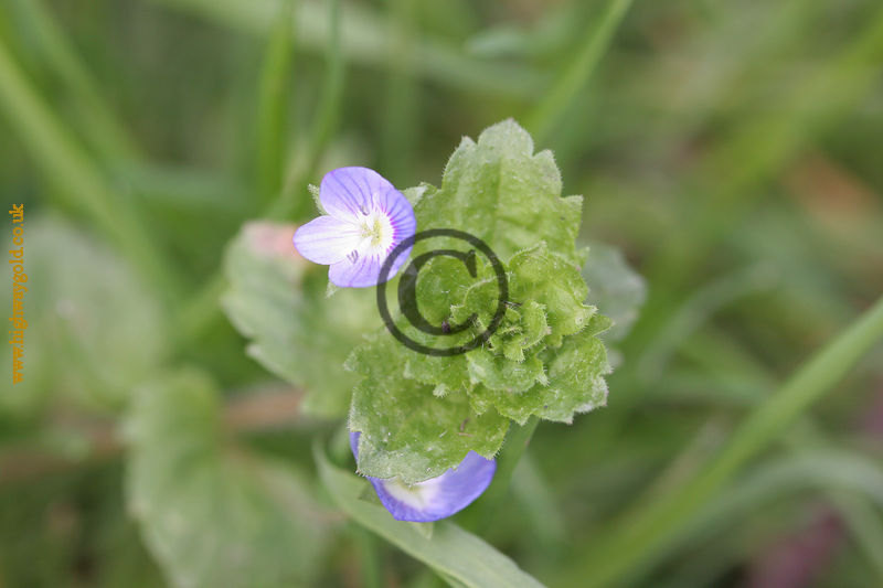 Common Field-speedwell