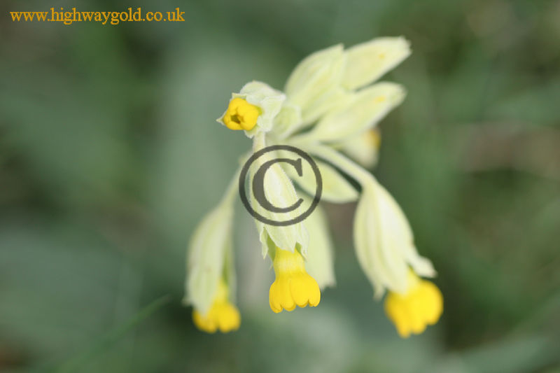 Primula veris