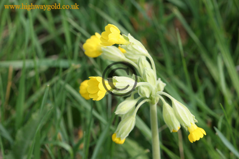 Primula veris