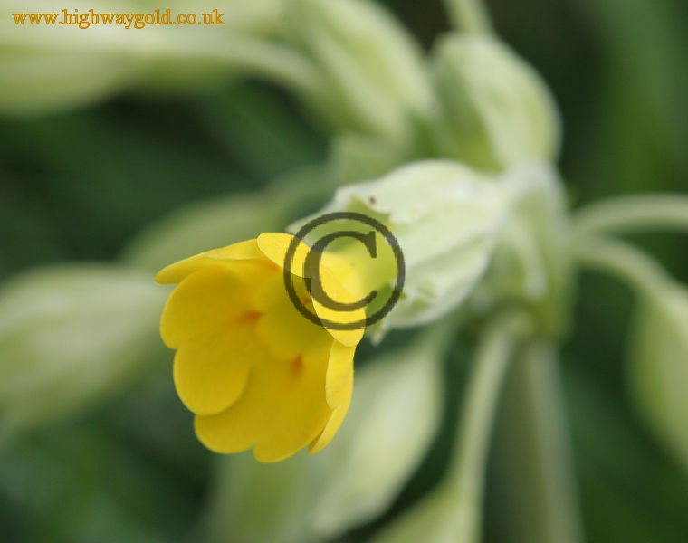 Primula veris