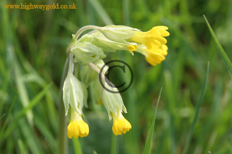 Primula veris