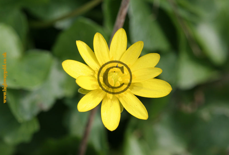 Ranunculus ficaria