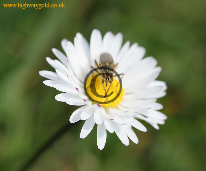 Bellis perennis