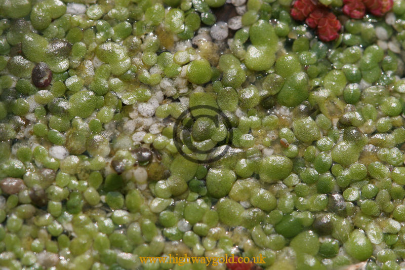 Common Duckweed