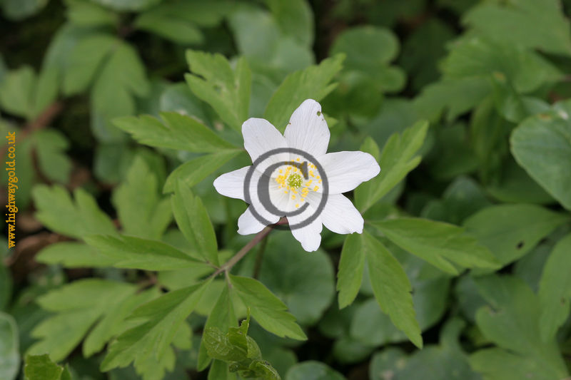 Anemone nemorosa