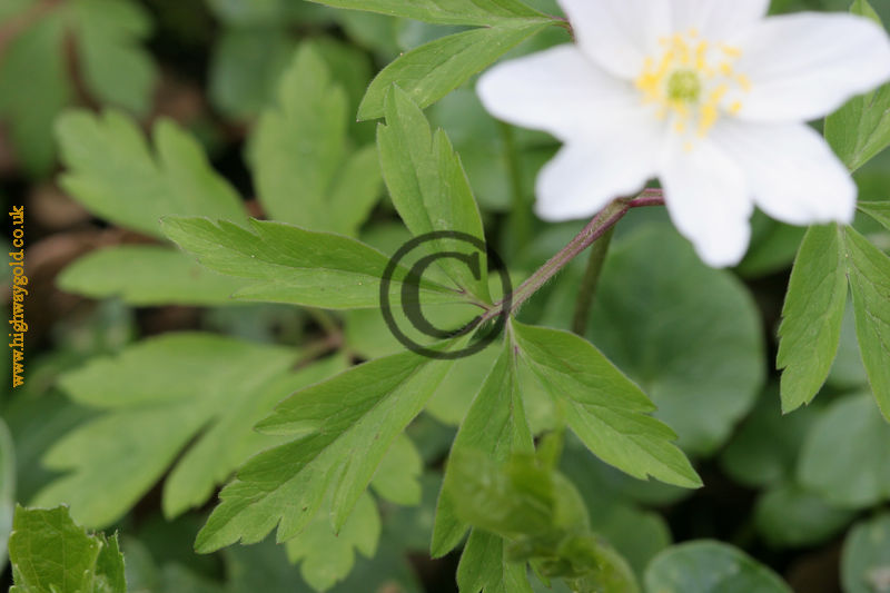 Anemone nemorosa