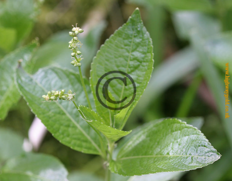 Mercurialis perennis