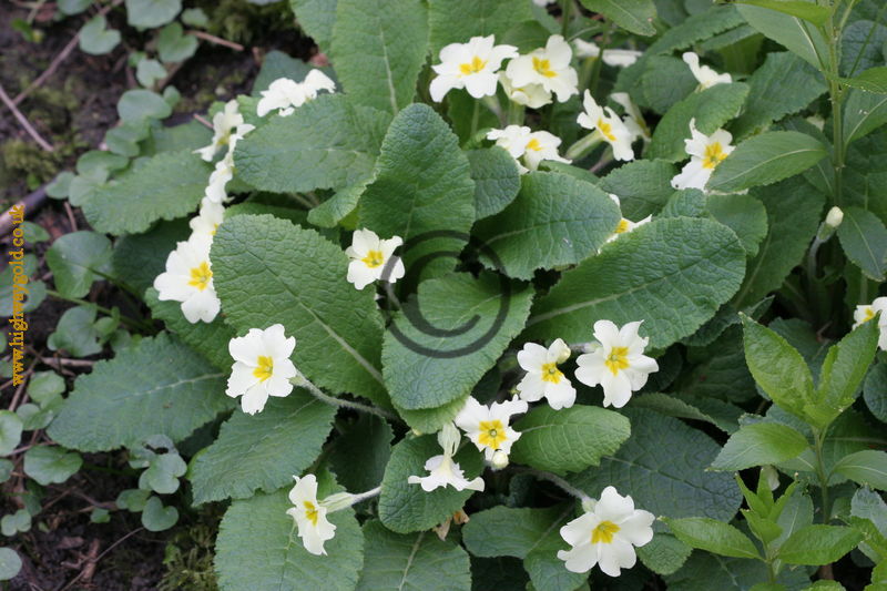 Primula vulgaris