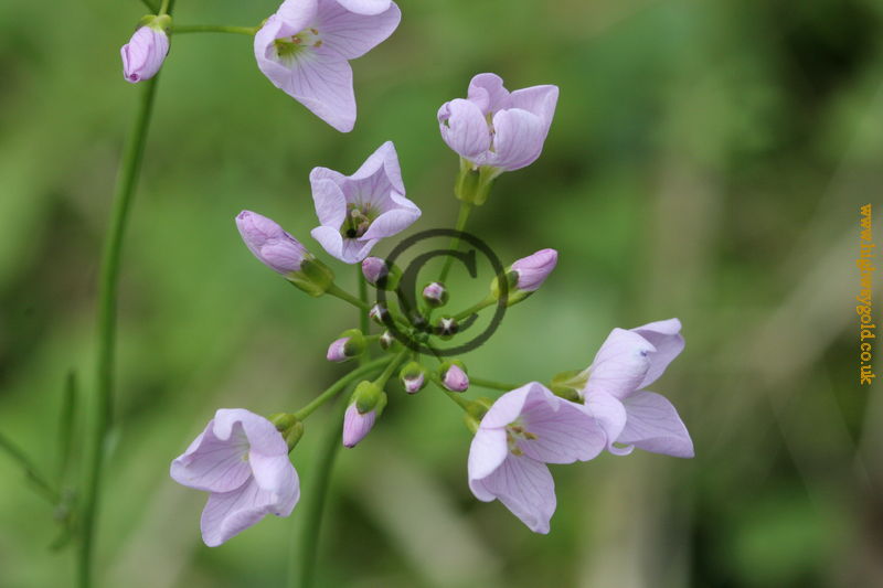 Cardamine pratensis