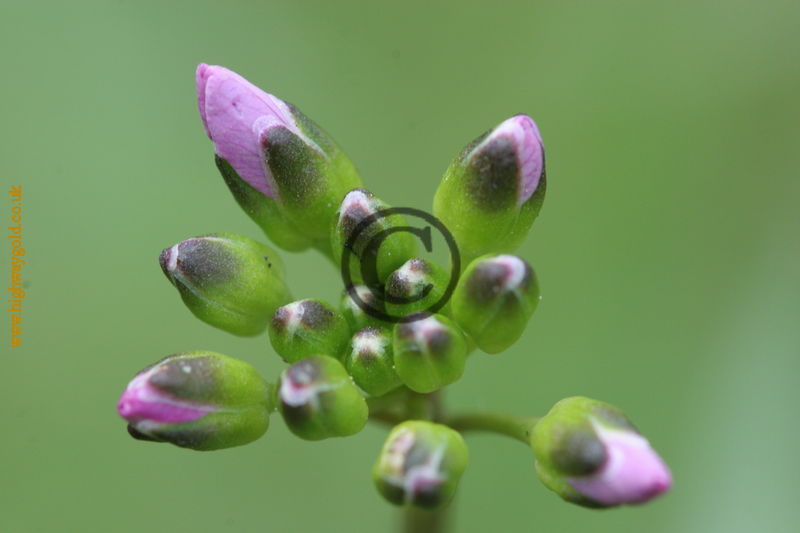 Cardamine pratensis