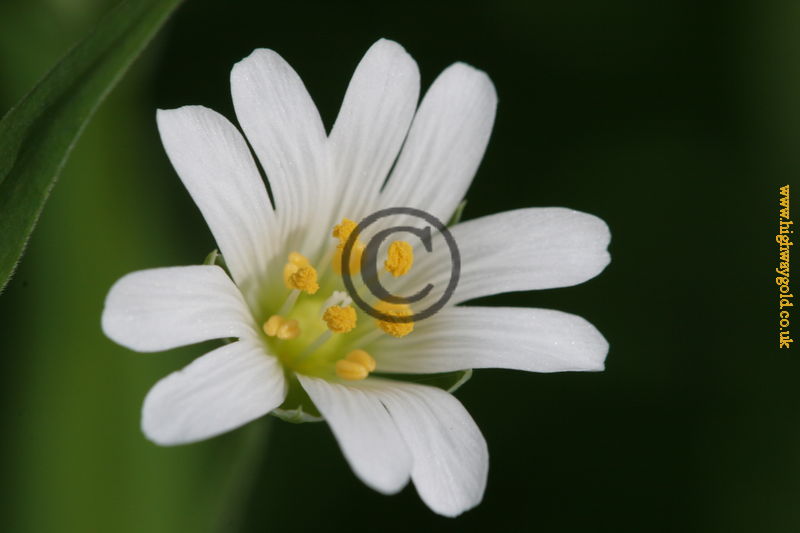 Stellaria holostea