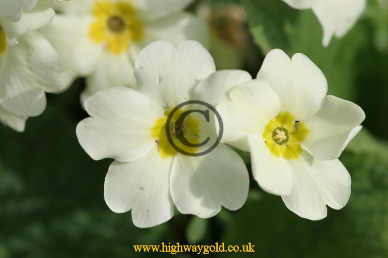 Primula vulgaris