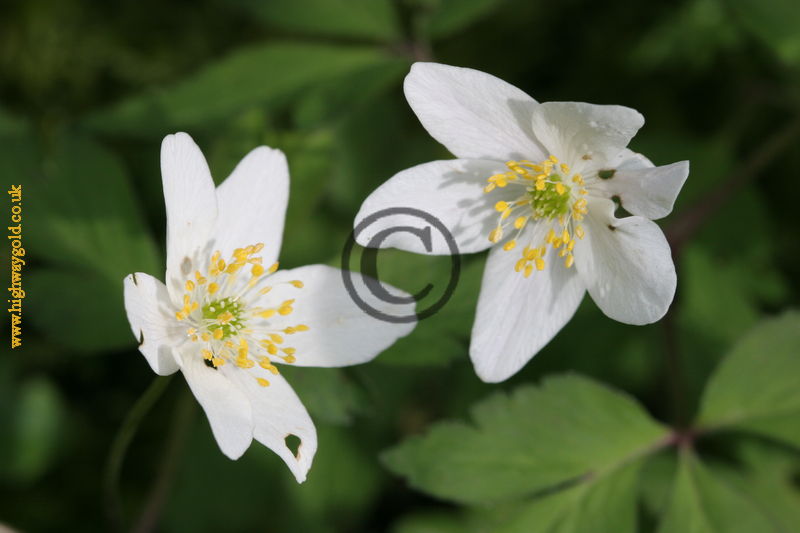 Anemone nemorosa