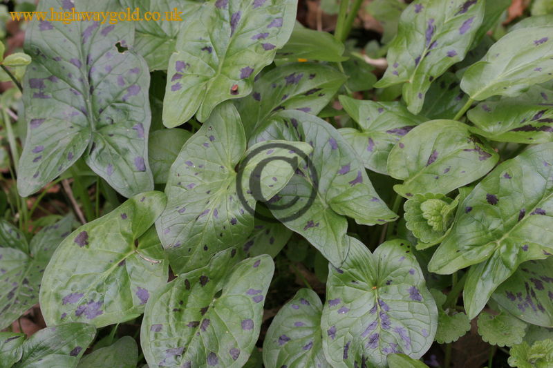 Arum maculatum