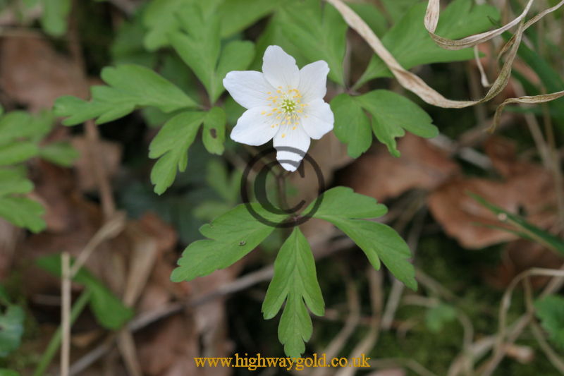 Anemone nemorosa
