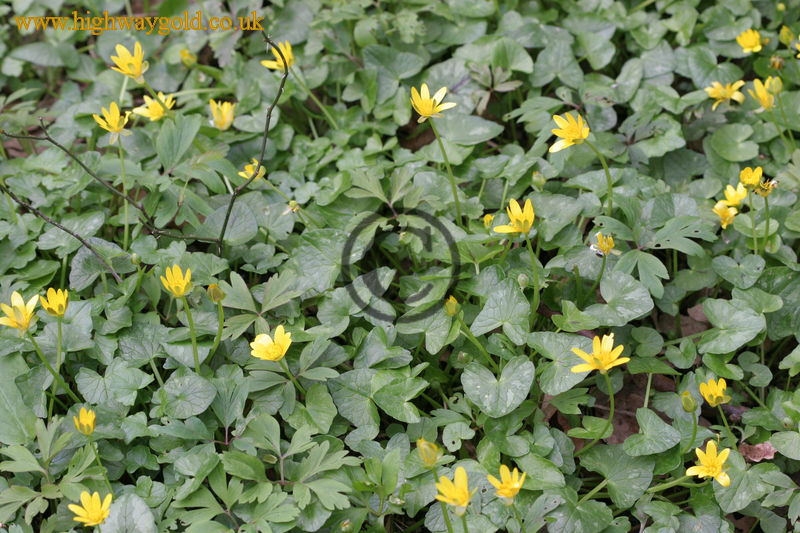 Ranunculus ficaria