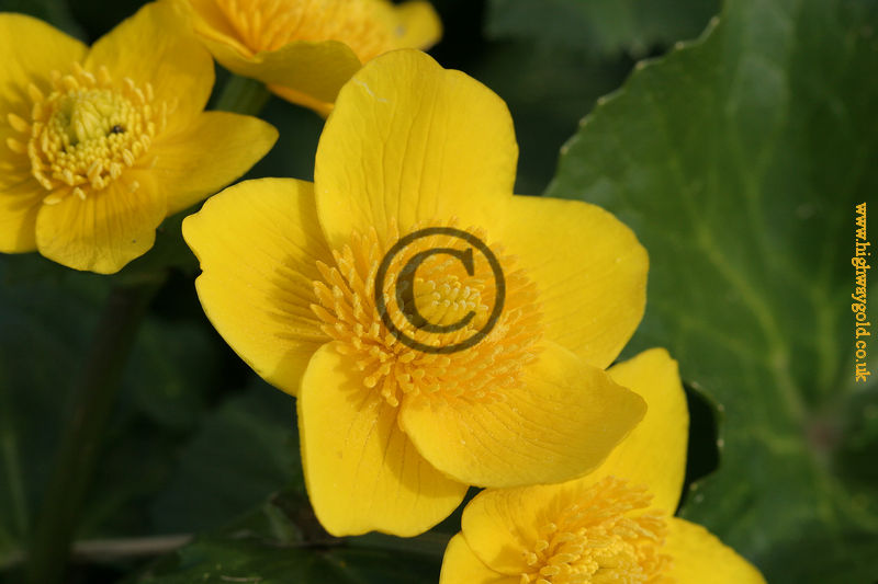 Caltha palustris