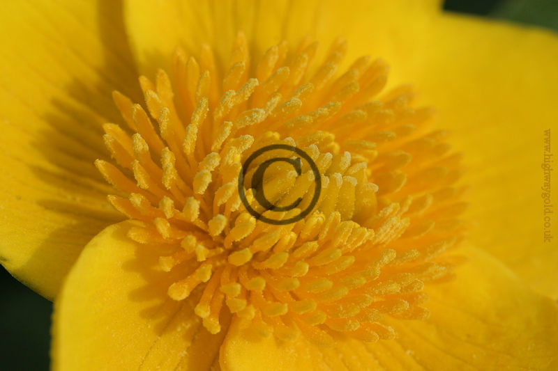 Caltha palustris