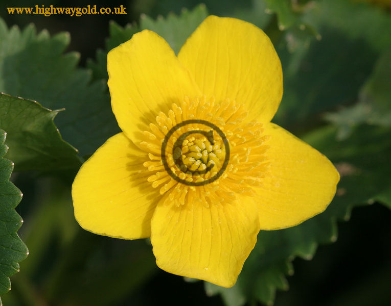 Caltha palustris