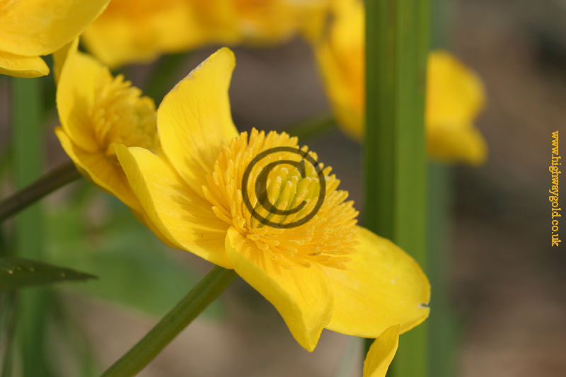 Caltha palustris