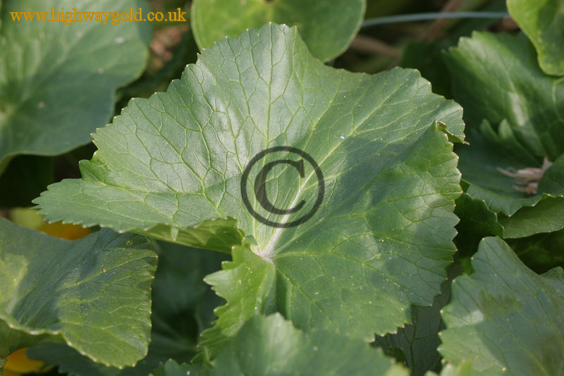 Caltha palustris