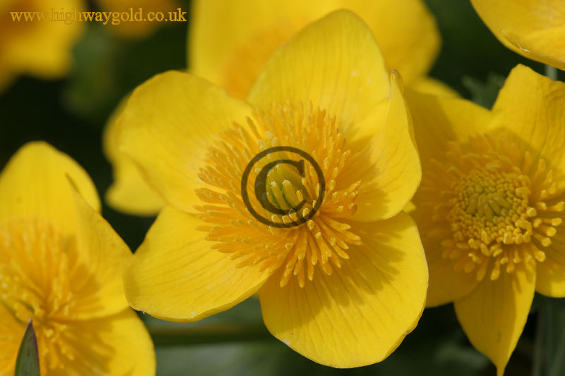 Caltha palustris