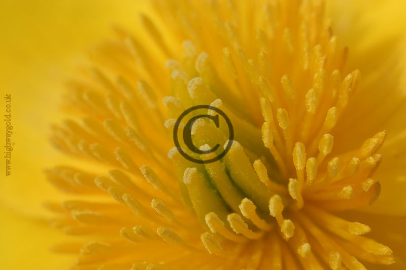 Caltha palustris