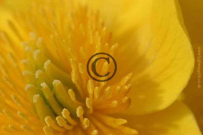 Caltha palustris