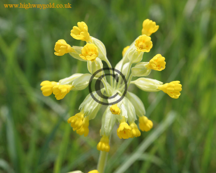 Flowerhead