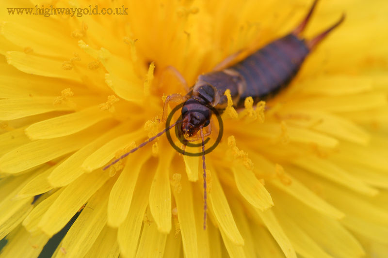Earwig on a Dandelion Flower