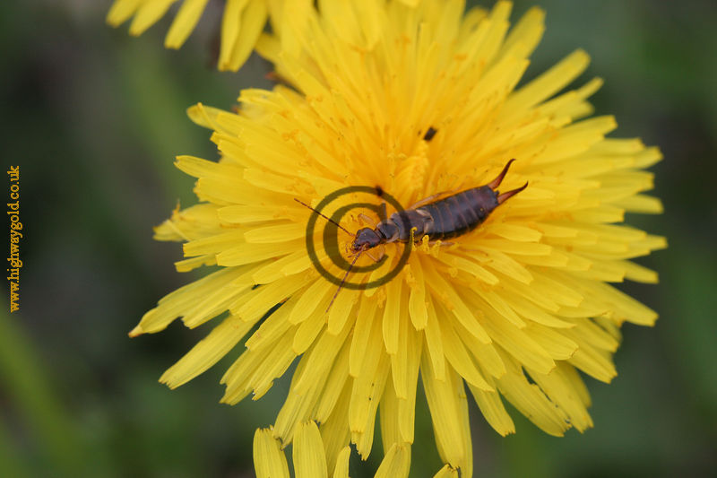 Earwig on a Dandelion Flower