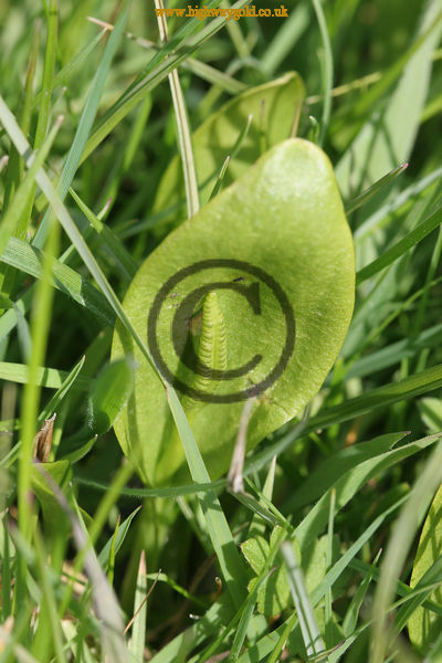 Adder's Tongue Fern