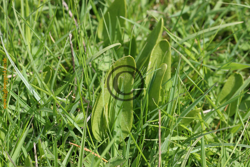 Ophioglossum vulgatum