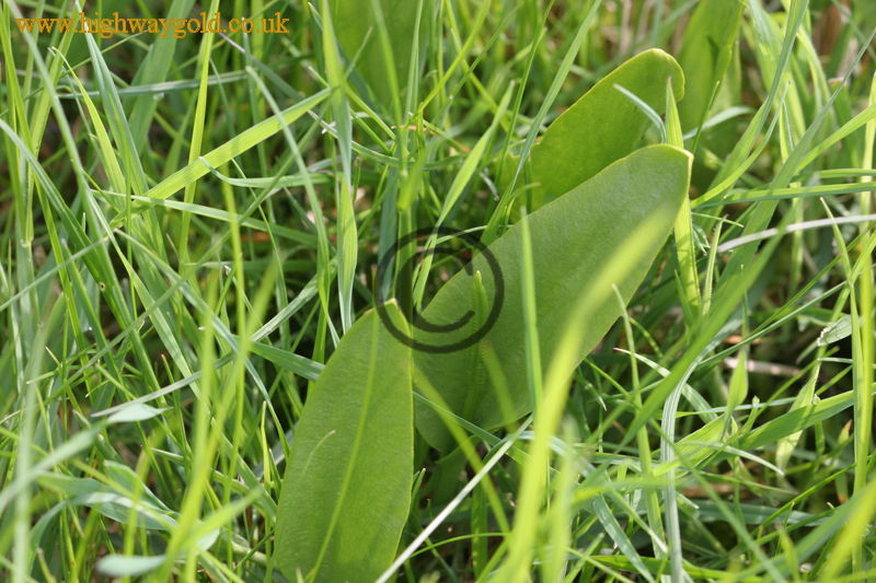 Ophioglossum vulgatum