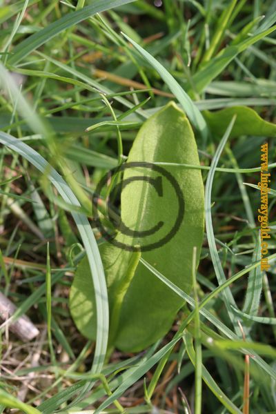 Ophioglossum vulgatum