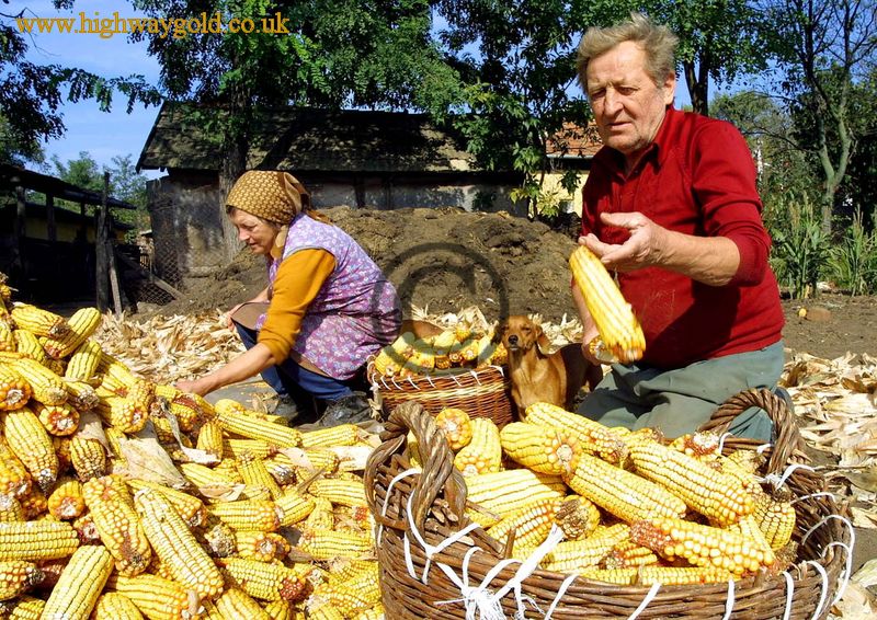 Maize Harvest