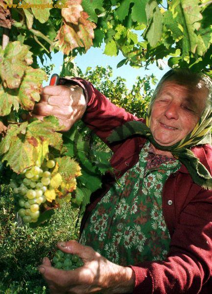 Grape Harvest